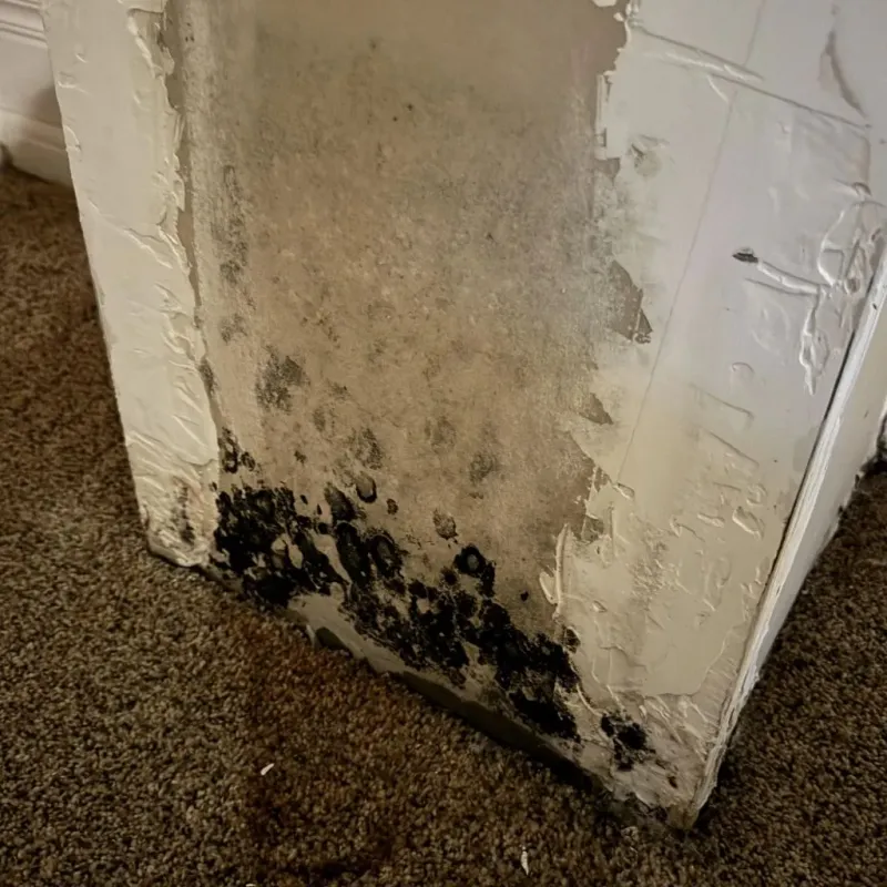 Professional Mold Removal in Oregon, WI